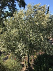 Olive Tree in Full Blossom